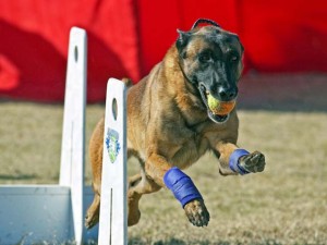 Finn running Flyball
