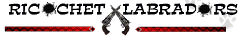 Ricochet Labradors